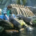 R9106 Aquarium d Osaka - Les loutres se font nourrir