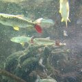 R9124 Aquarium d Osaka - Caimans cote immerge