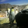 R9125 Aquarium d Osaka - Manchots empereur et pingouins gentoo
