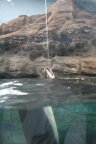 R9140 Aquarium d Osaka - un dauphin boit au bar a eau
