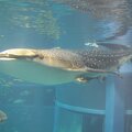 R9143 Aquarium d Osaka - Requin baleine