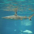 R9152 Aquarium d Osaka - Requin pointe noire de recif