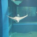 R9154 Aquarium d Osaka - Raie aigle tachetee