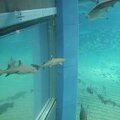 R9167 Aquarium d Osaka - Requin pointe blanche de recif