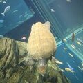 R9169 Aquarium d Osaka - tortue