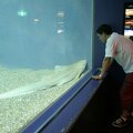 R9177 Aquarium d Osaka -