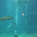 R9194 Aquarium d Osaka - La raie manta fait des loopings