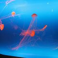 R9199 Aquarium d Osaka - Meduses