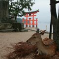 R9841 Miyajima - Torii du temple Itsukushima jinja