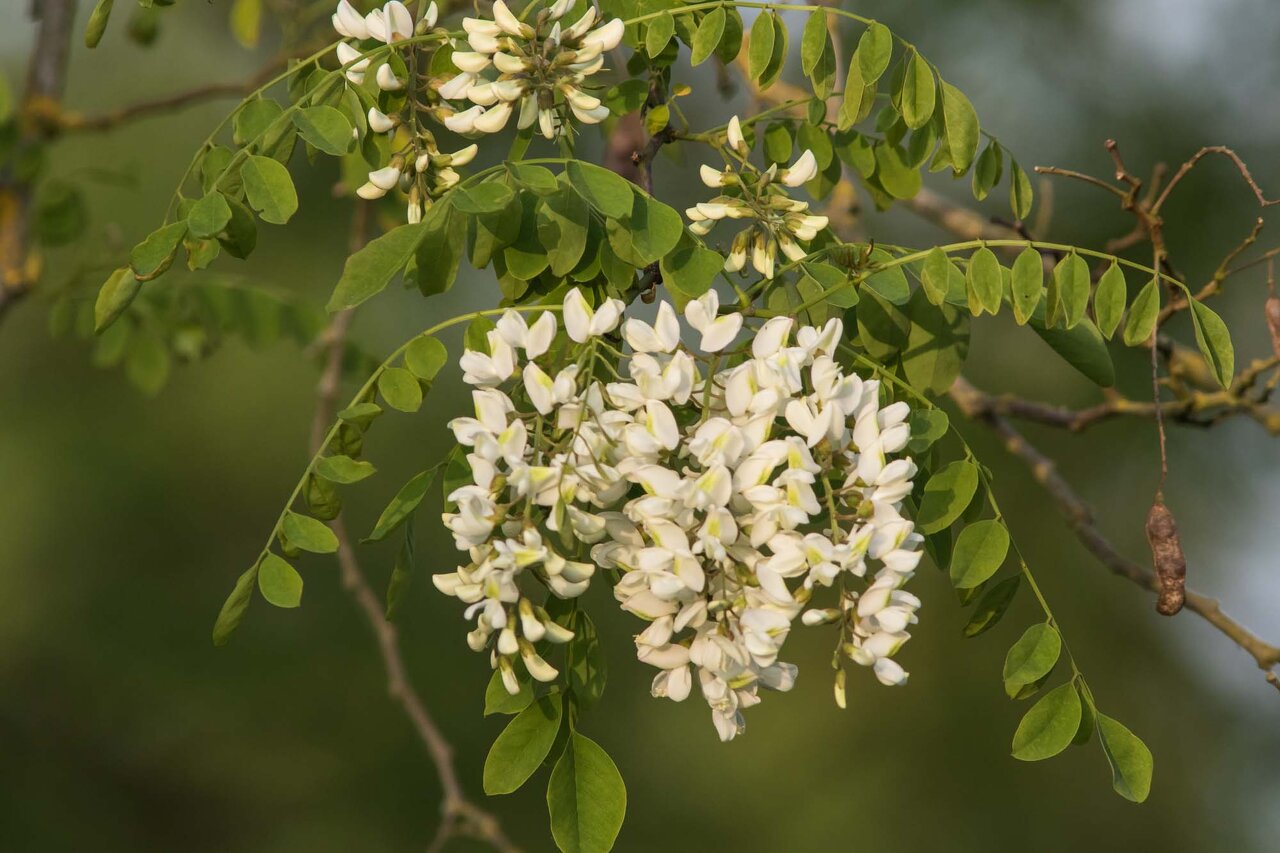 fleurs d'acacia