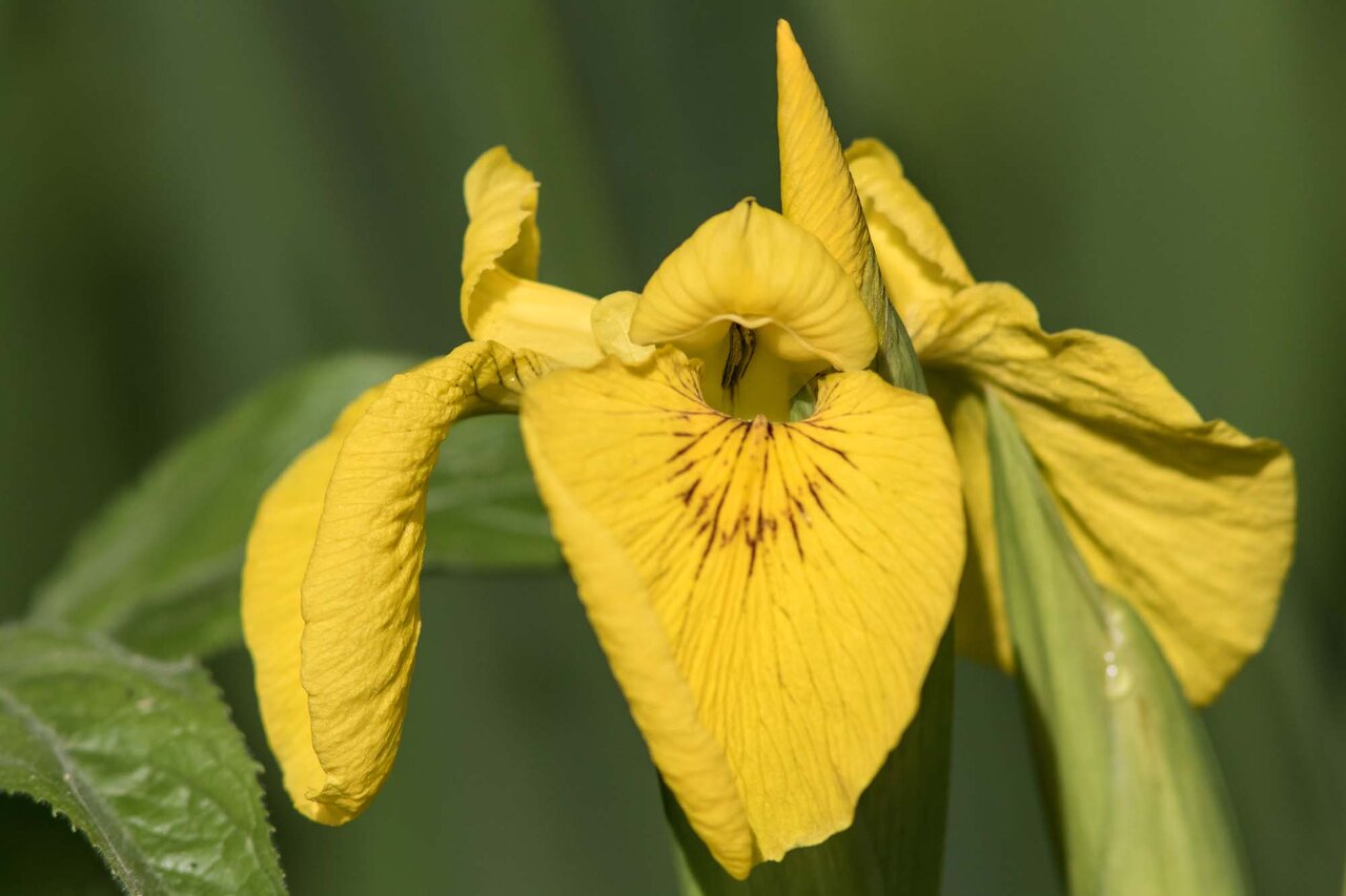 iris jaune (2)