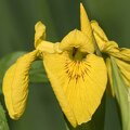 iris jaune (2).jpg