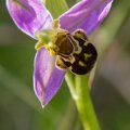ophrys abeille