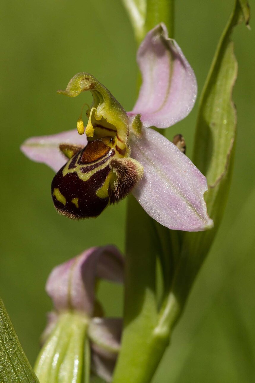 ophrys abeille-6.jpg