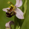 ophrys abeille-6