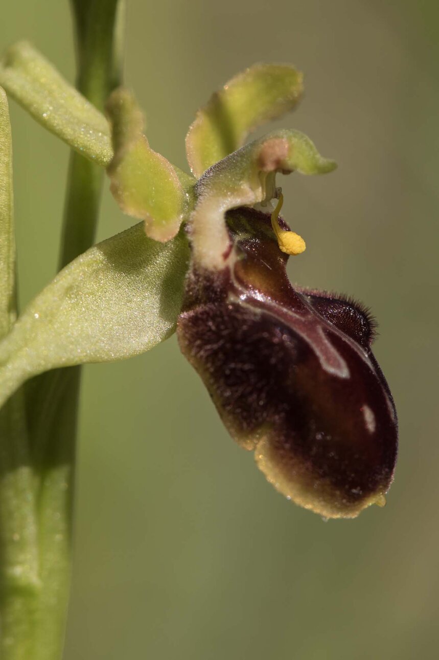 ophrys araignée-5.jpg