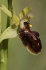 ophrys araignée-5