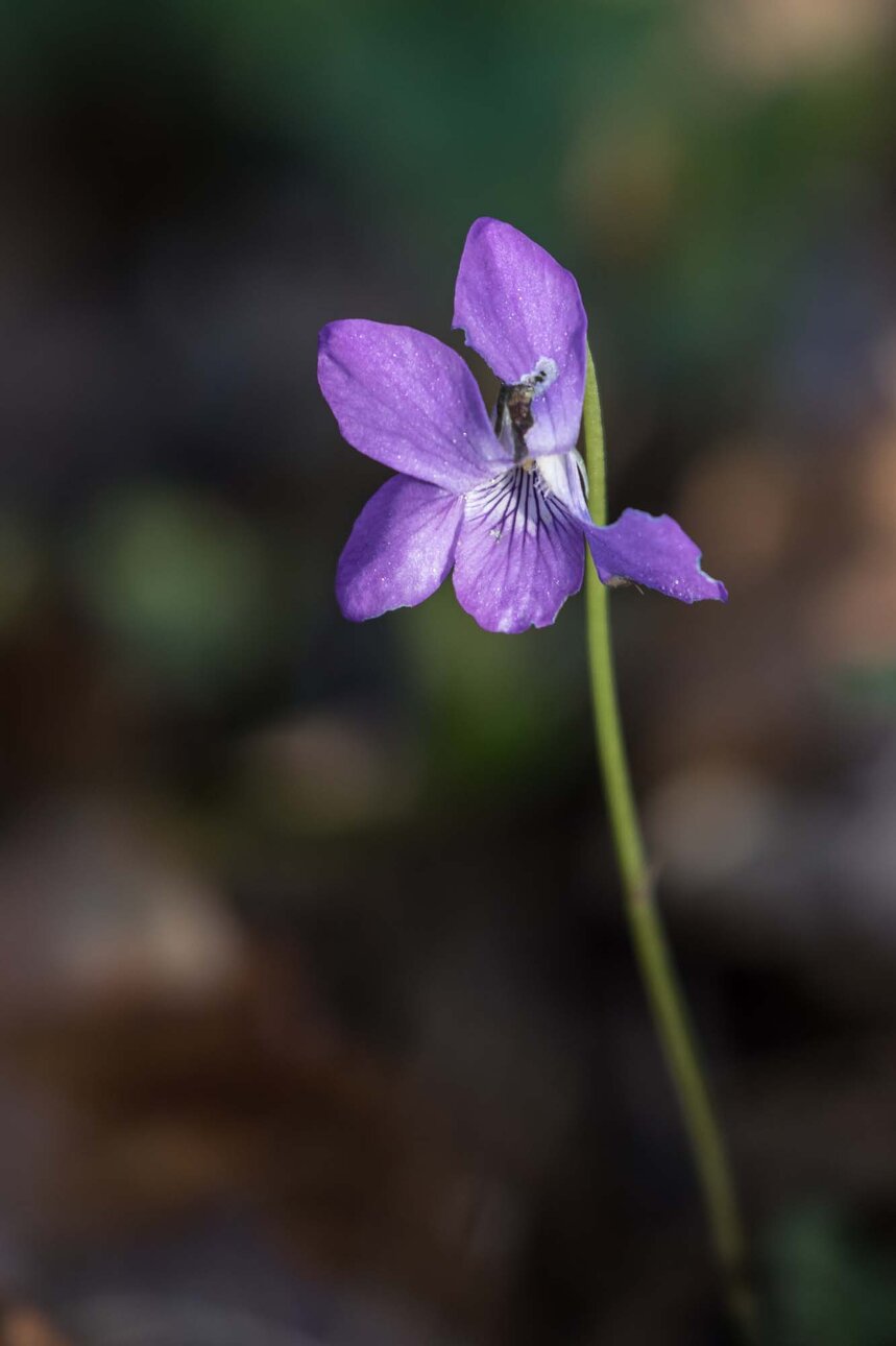 violette (2).jpg