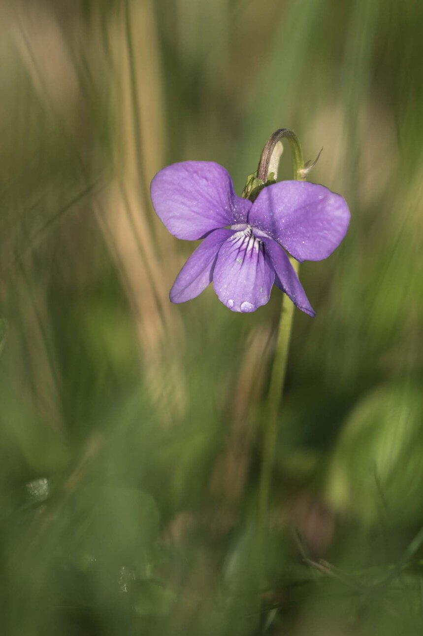 violette-3.jpg