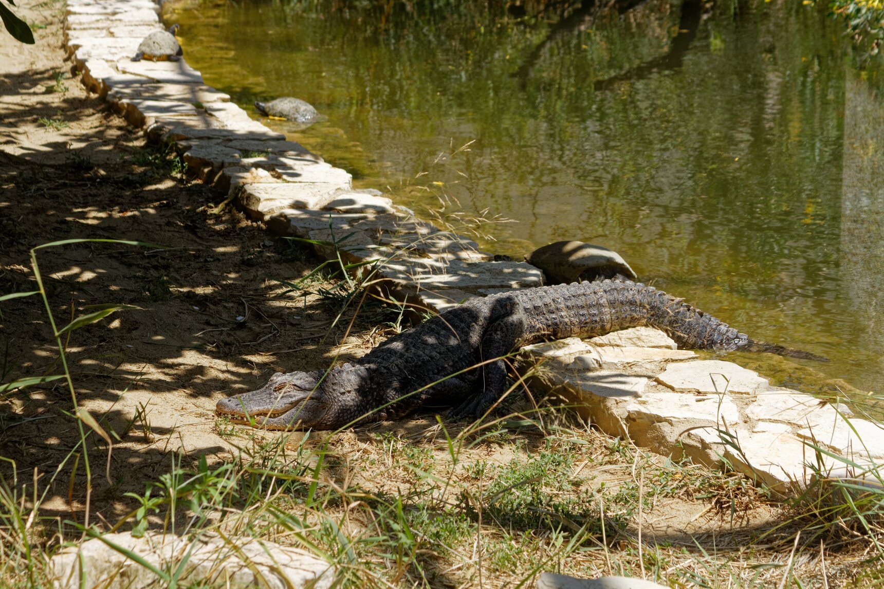 2022-07-05 alligator.jpg