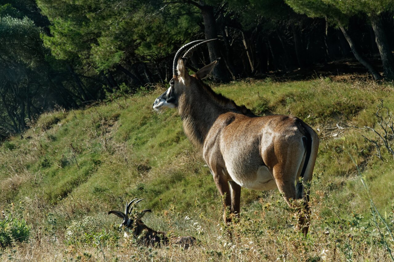 2022-07-05 antilope de rouanne
