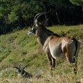2022-07-05 antilope de rouanne.jpg