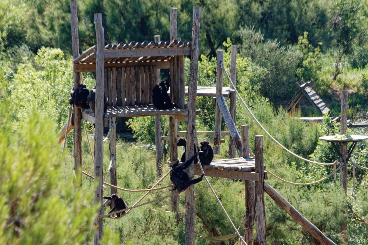 2022-07-05 Chimpanzés