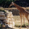 2022-07-05 Girafe