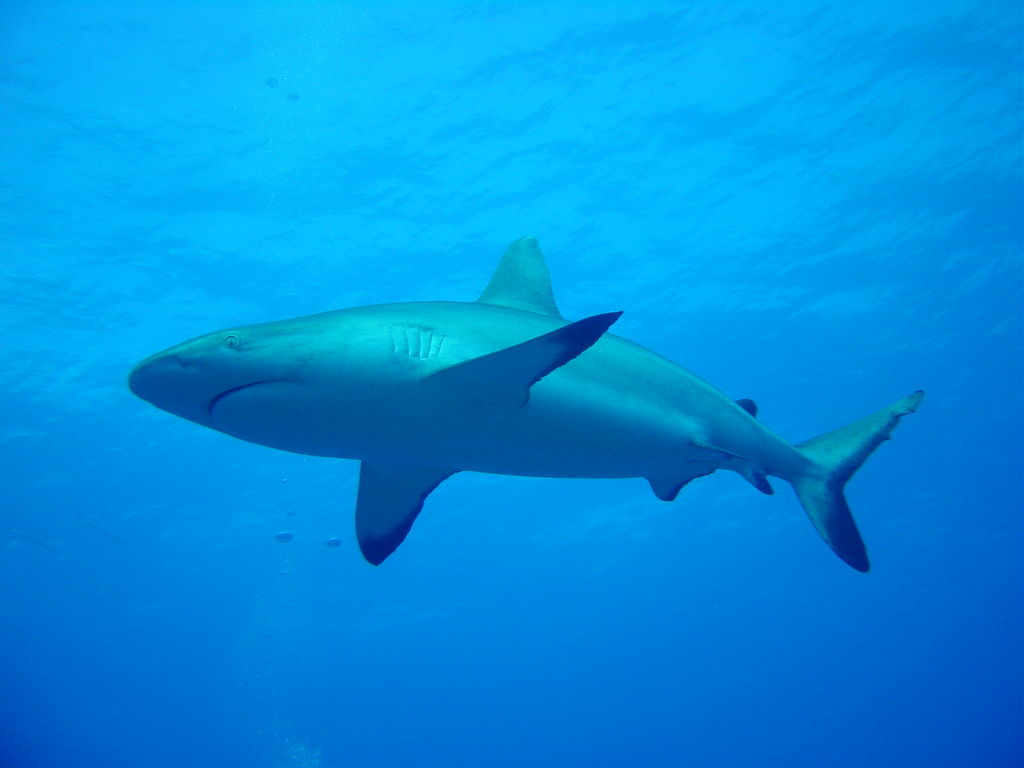RD1366 Requin gris