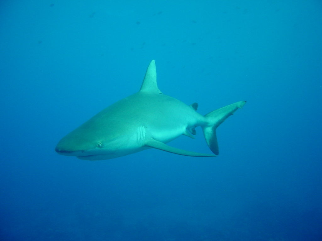 RD1383 Requin gris