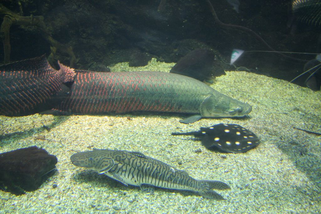 R9118 Aquarium d Osaka - divers poissons et raies