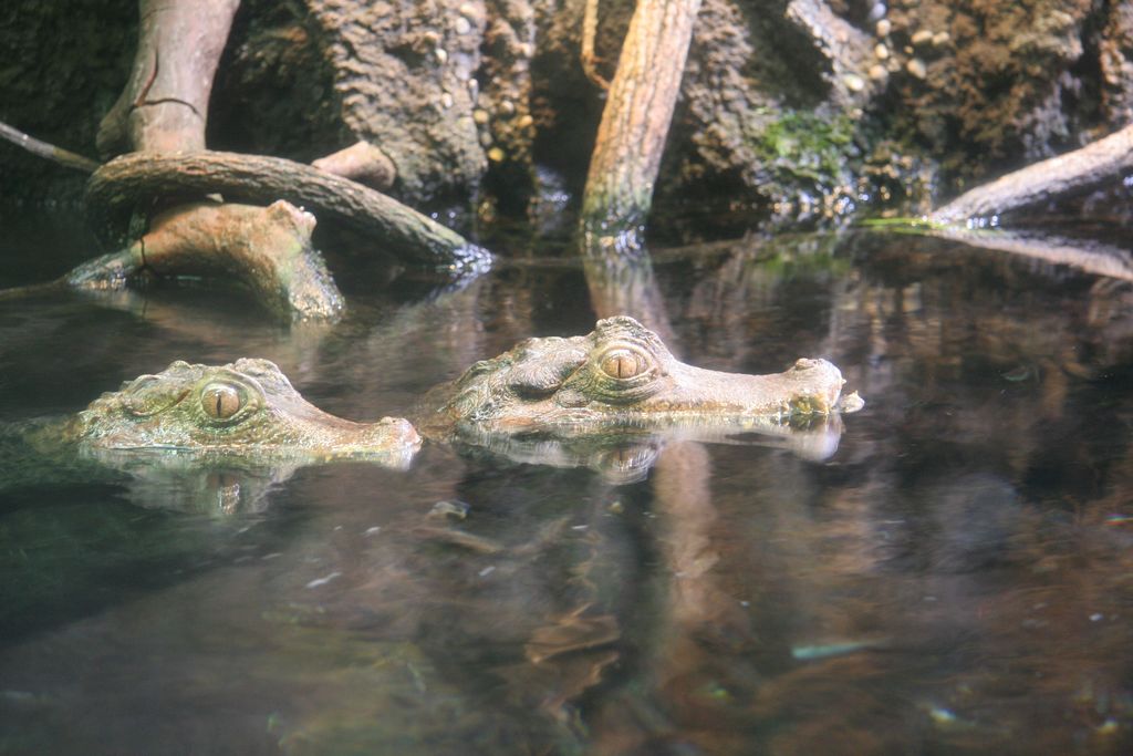 R9122 Aquarium d Osaka - Caimans cote visible