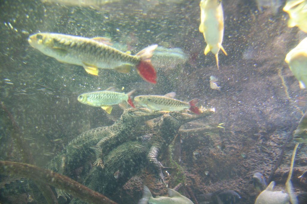R9124_Aquarium_d_Osaka_-_Caimans_cote_immerge.JPG