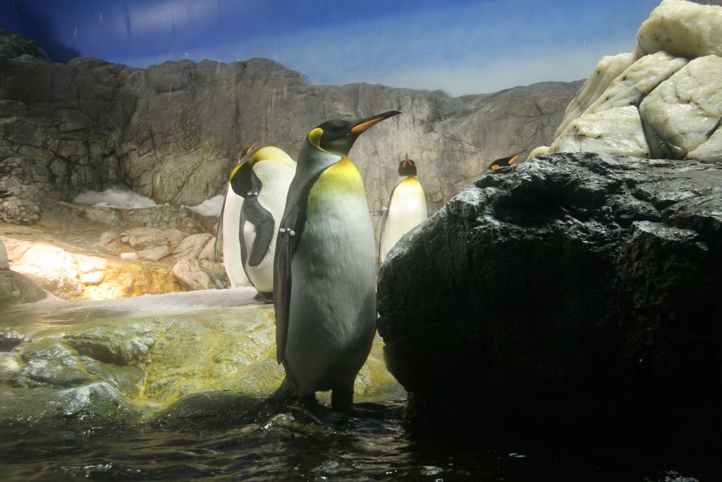 R9125 Aquarium d Osaka - Manchots empereur et pingouins gentoo