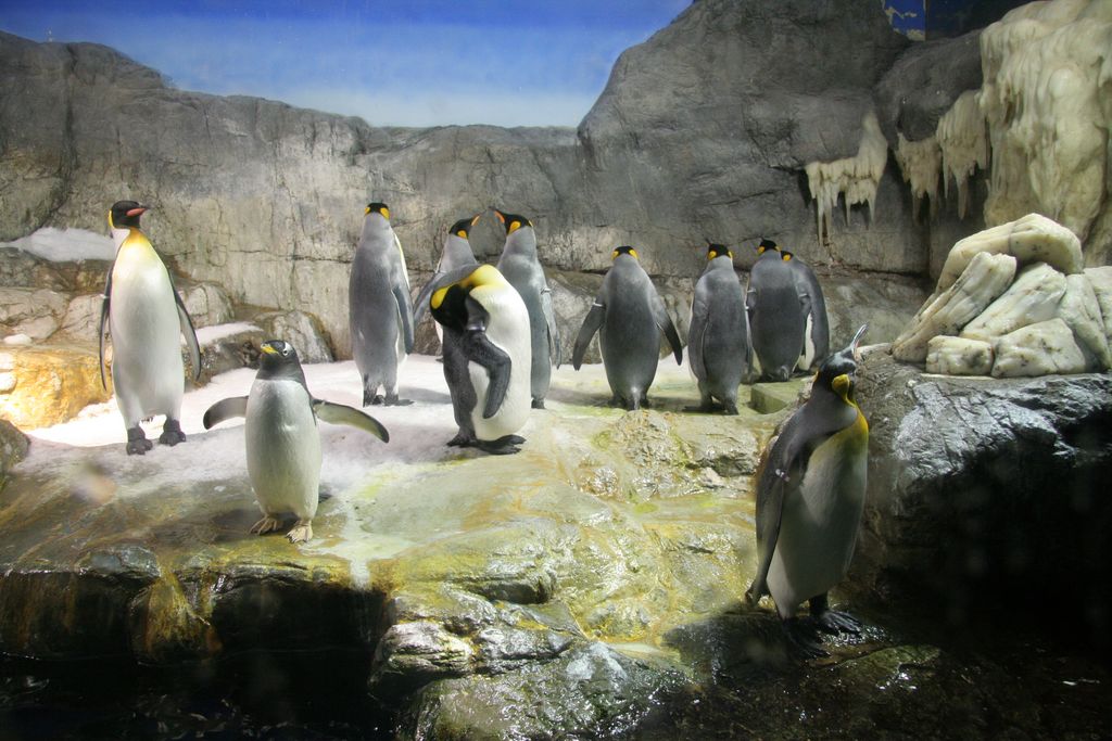 R9127 Aquarium d Osaka - Manchots empereur et pingouins gentoo
