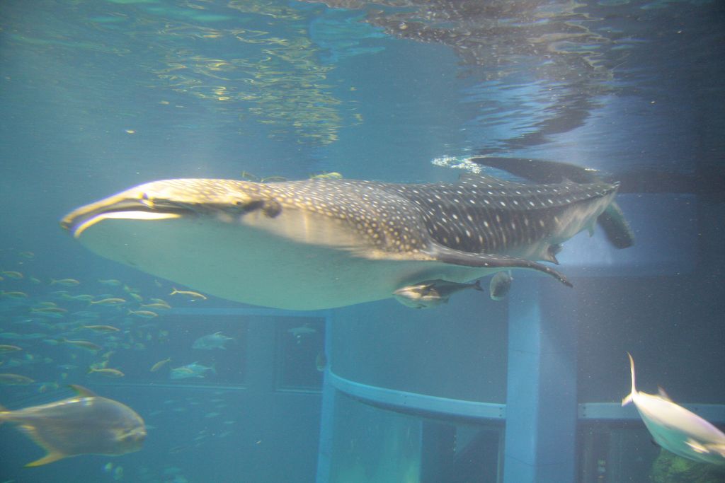 R9143 Aquarium d Osaka - Requin baleine