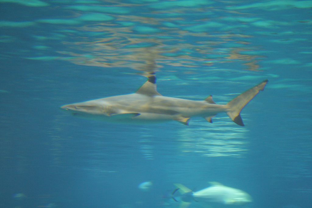 R9152 Aquarium d Osaka - Requin pointe noire de recif