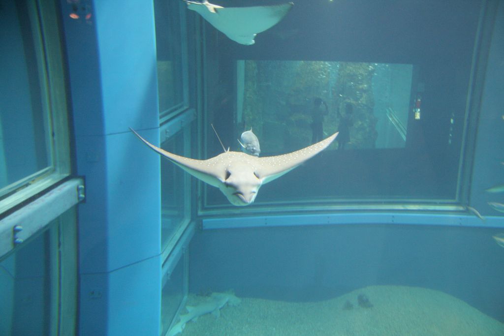 R9154 Aquarium d Osaka - Raie aigle tachetee