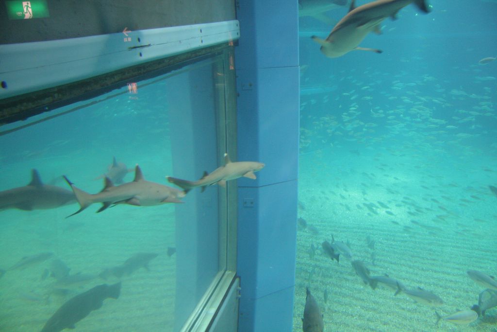 R9167 Aquarium d Osaka - Requin pointe blanche de recif