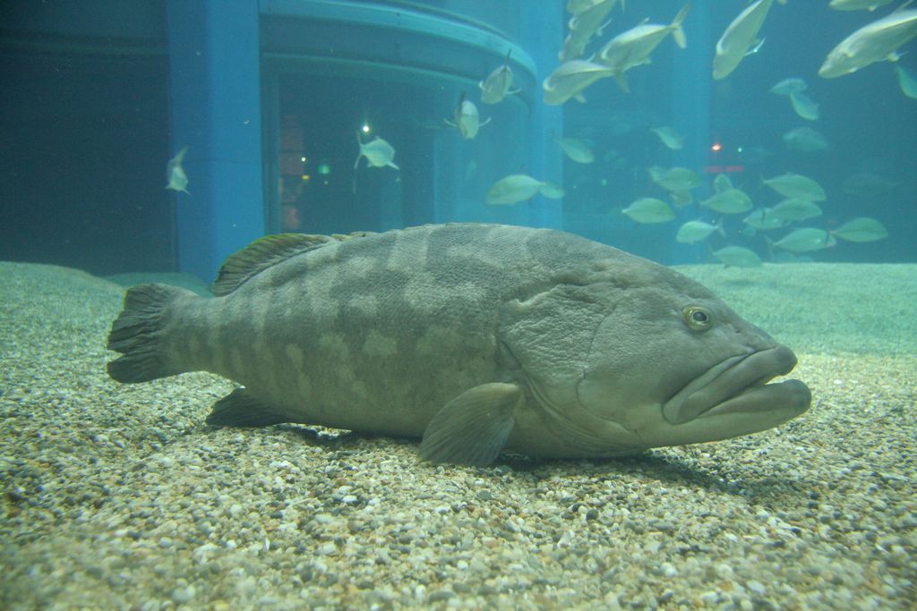 R9184 Aquarium d Osaka -