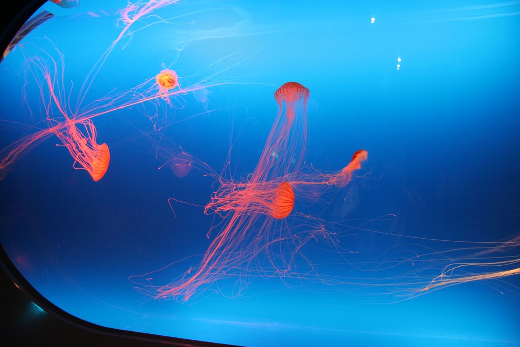 R9199 Aquarium d Osaka - Meduses