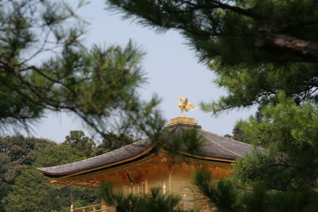 R9999069 Kyoto - Kinkaku-ji - Phenix chinois de la toiture du pavillon